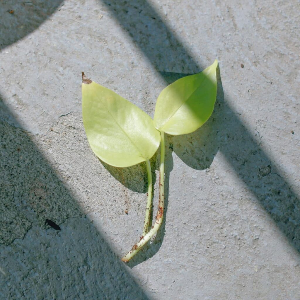 Pothos leaves that are yellowing