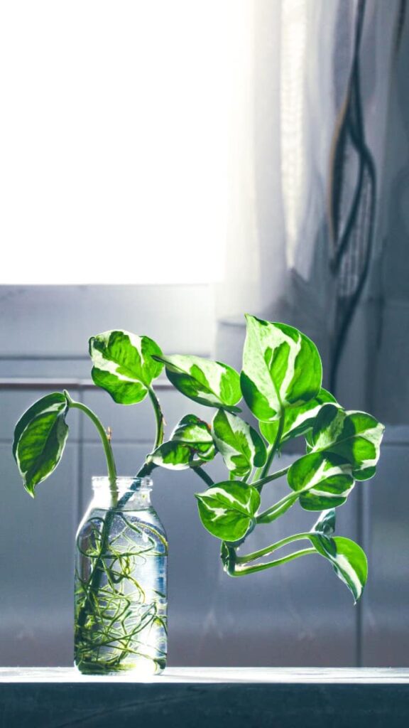 Pothos Plant in medium light conditions