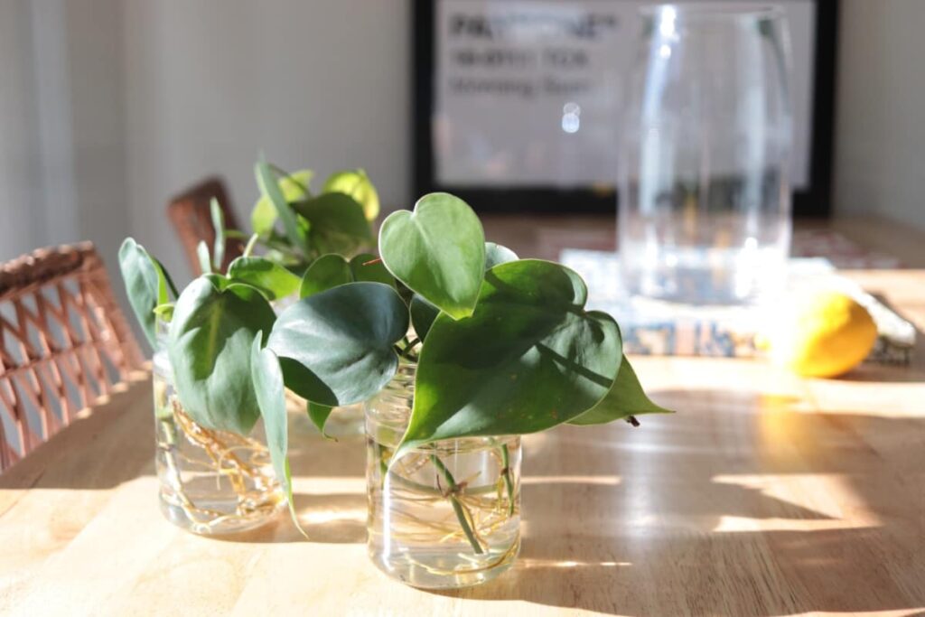 Propagated Pothos stem cuttings in small glass vases