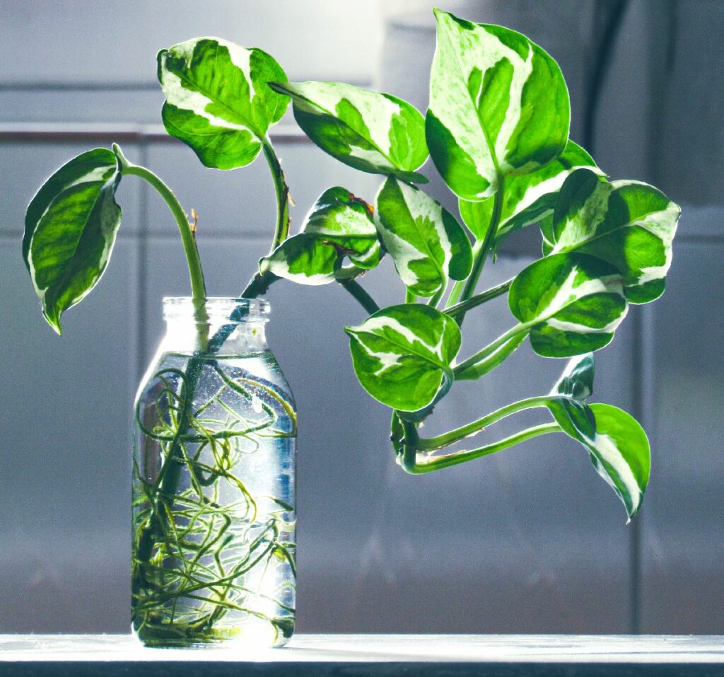 Clipping of Pothos from Pruned Plant