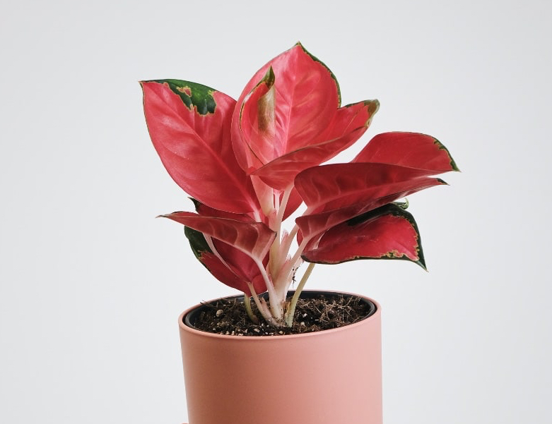 Red Aglaonema plant