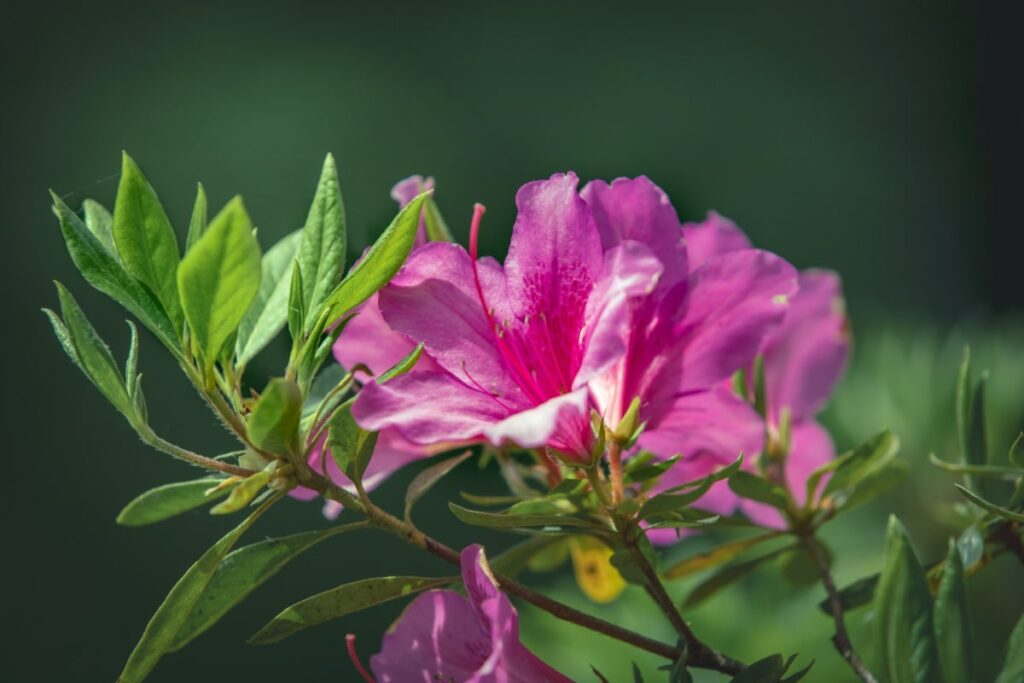 Azaela plants