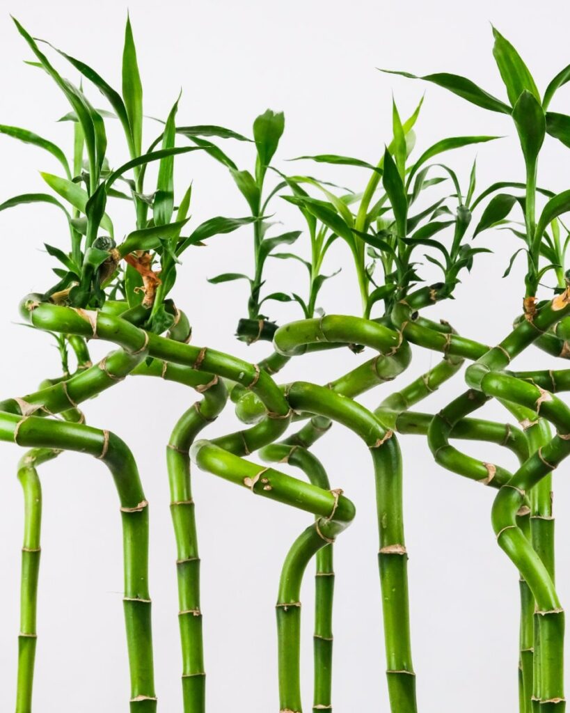 Bamboo plants enhance feng shui 