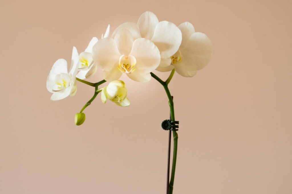 Asian Orchid flower plants