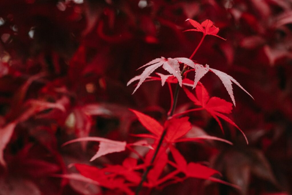 Red maple plant leaves