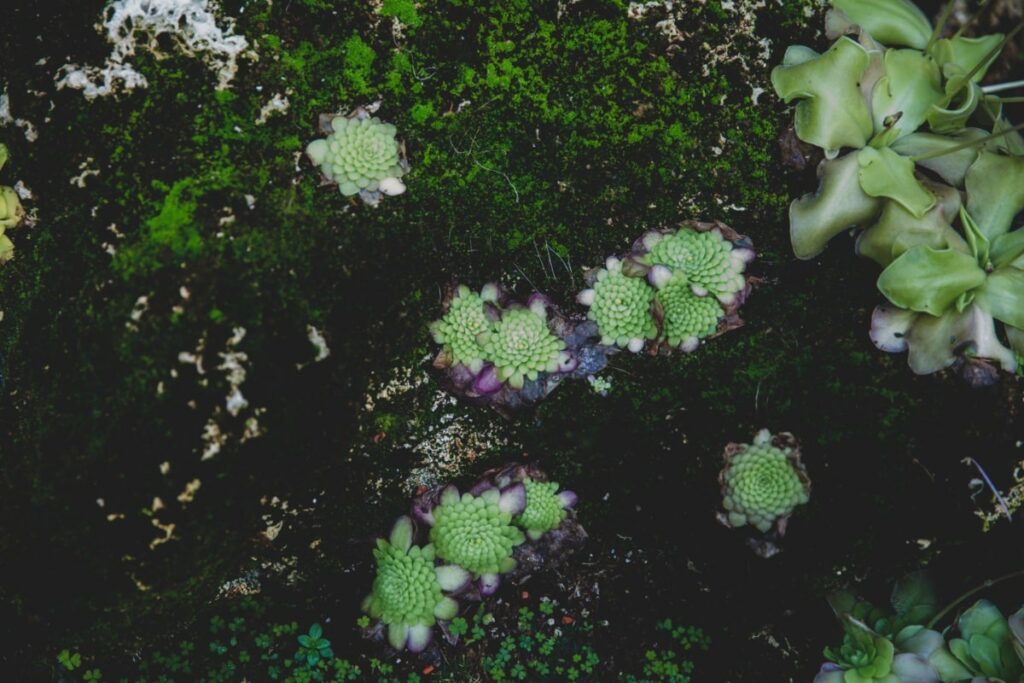 Butterwort plants discretely eat bugs