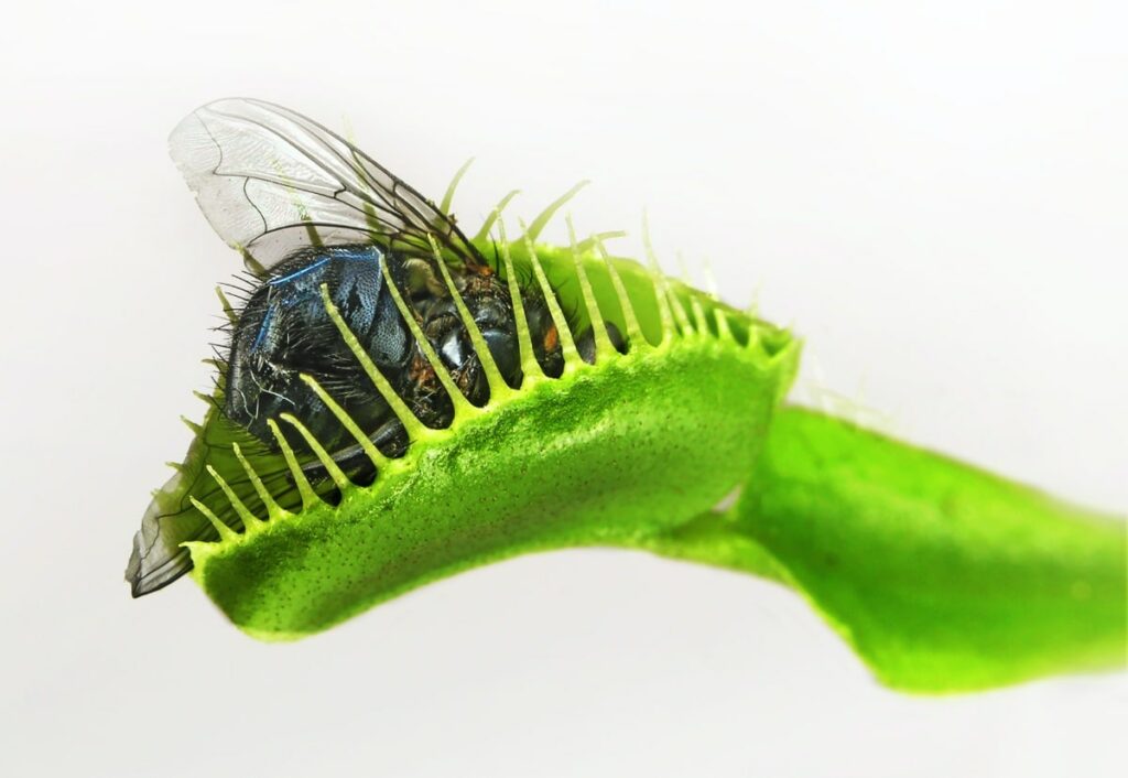 Venus flytrap plant eating bug