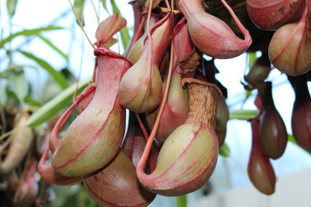 Tropical pitcher plants hanging from main plant