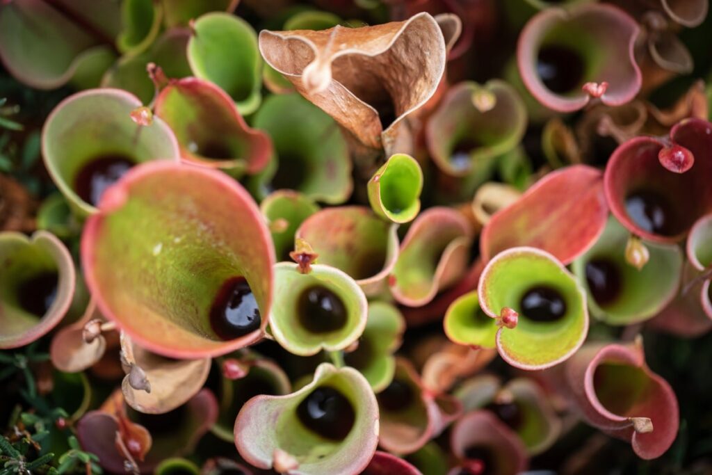 pitcher plants from above