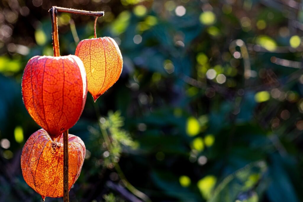 Chinese Lantern Plant