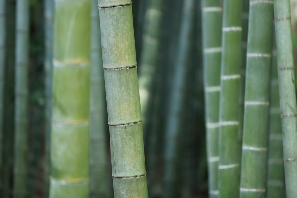 Bamboo are among the Best Feng Shui Plants