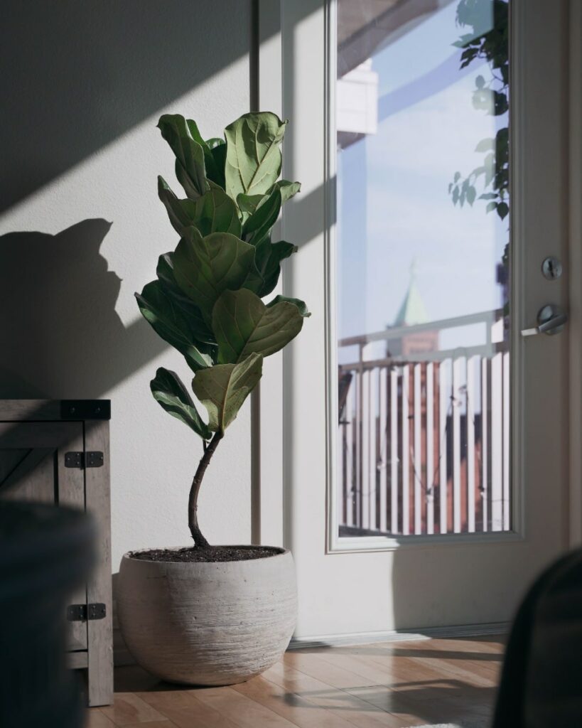 Fiddle leaf fig in cement pot