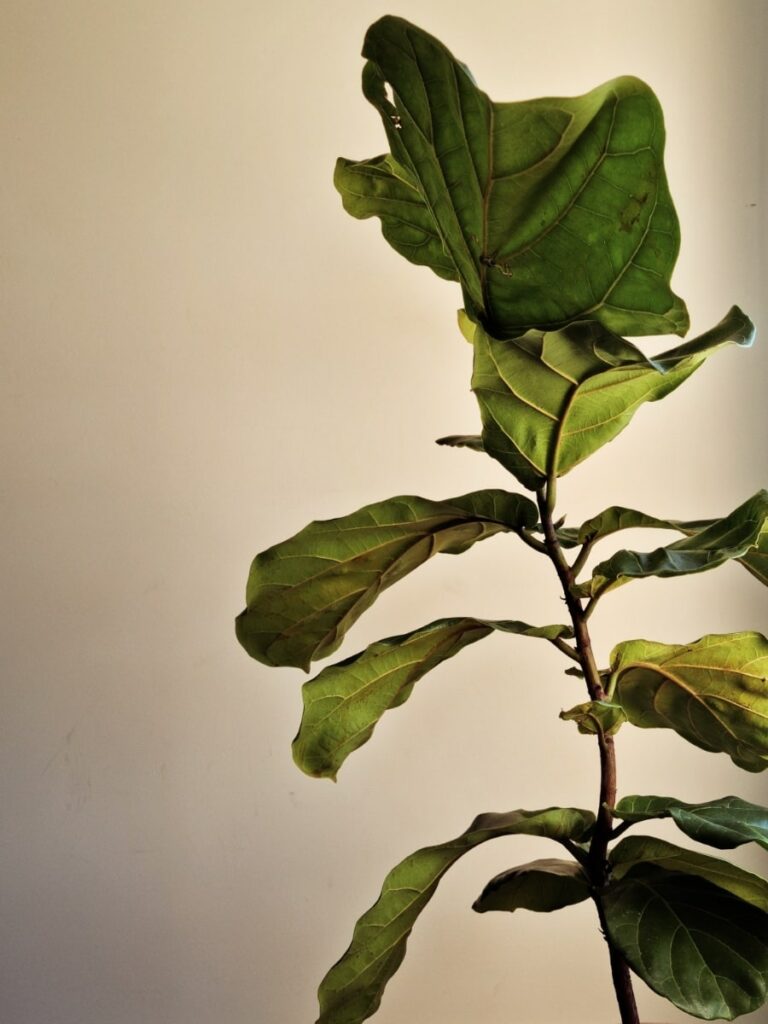 Fiddle leaf fig plant