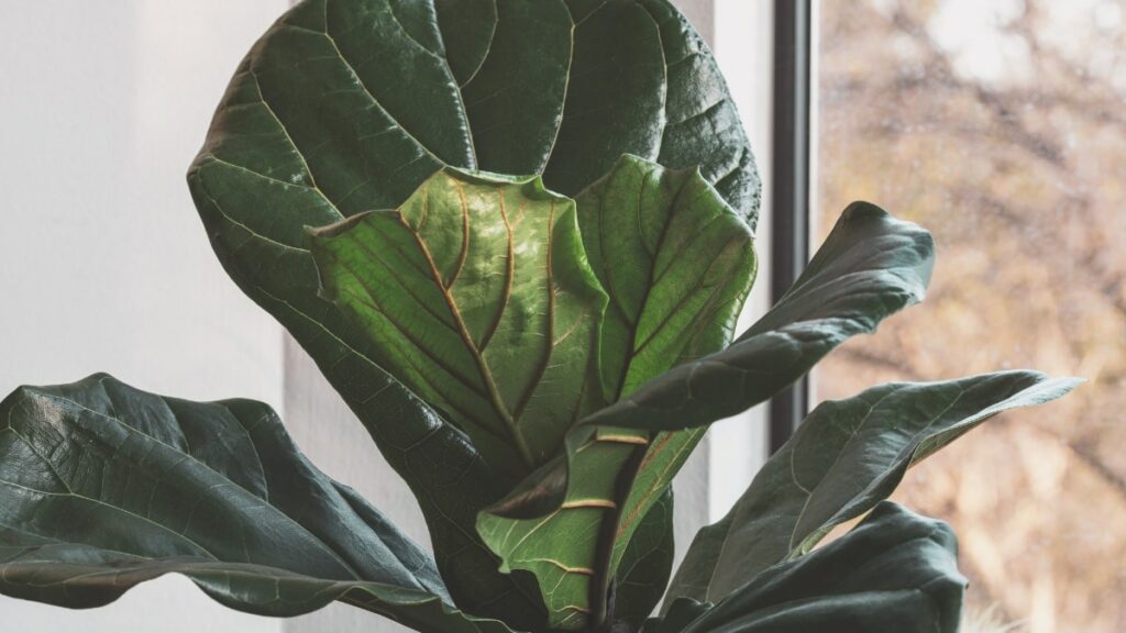 Fiddle leaf fig leaves up close