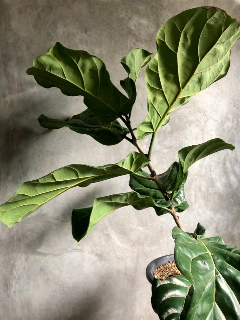 Fiddle leaf fig in grower pot