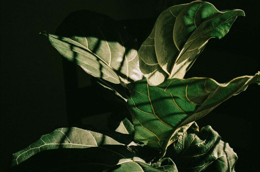 FIddle Leaf Fig is a common and popular houseplant
