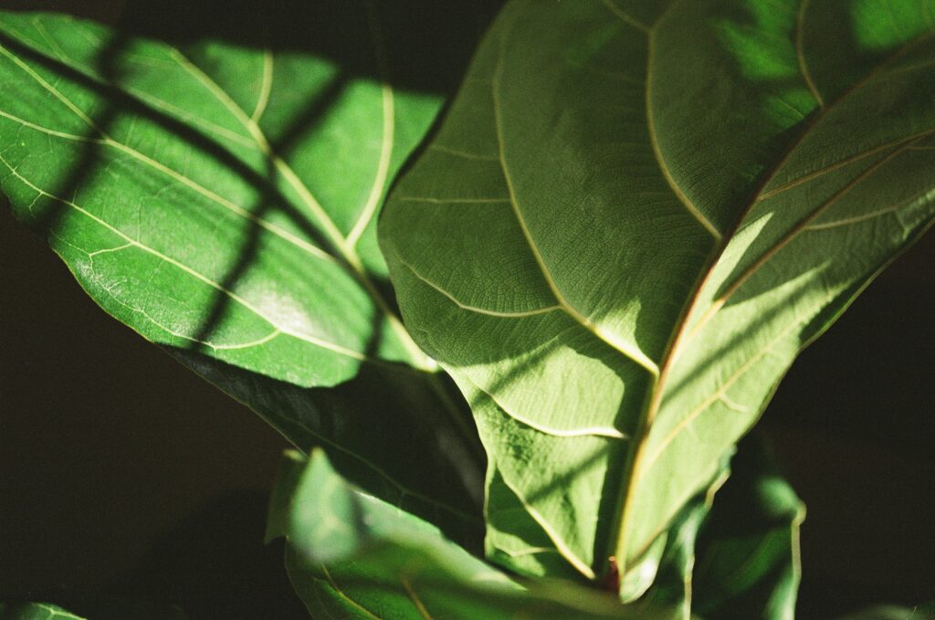 Fiddle Leaf Fig leaves in sun