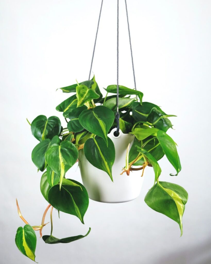 Small hanging philodendron plant