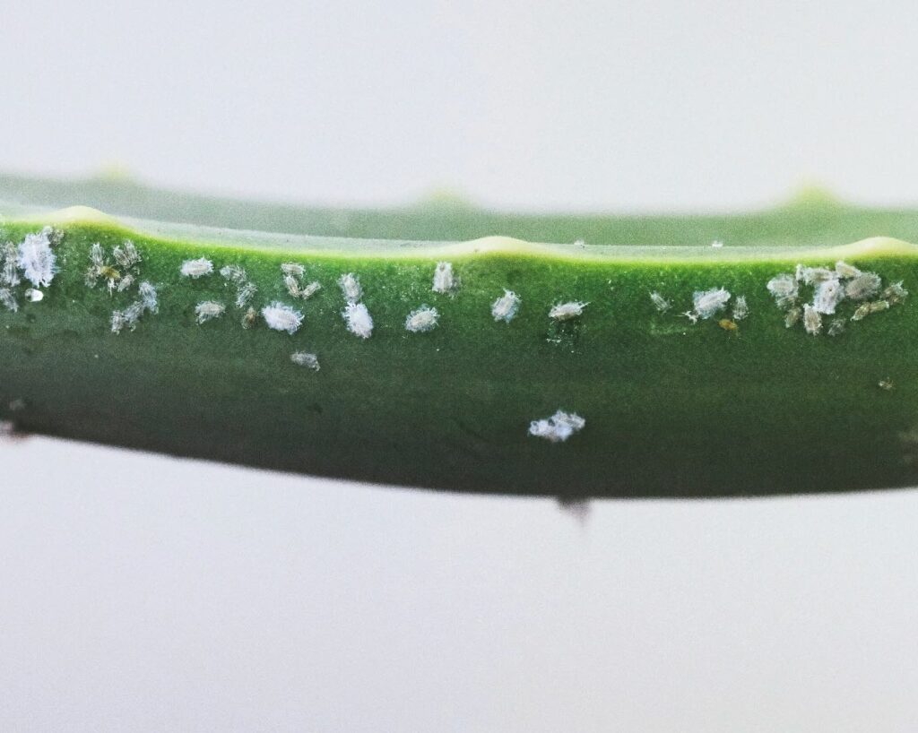 Mealybugs on aloe vera leaf