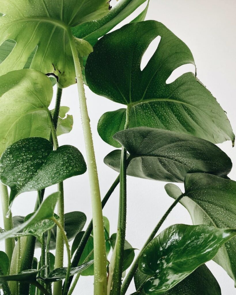 Monstera leaves with clean mist