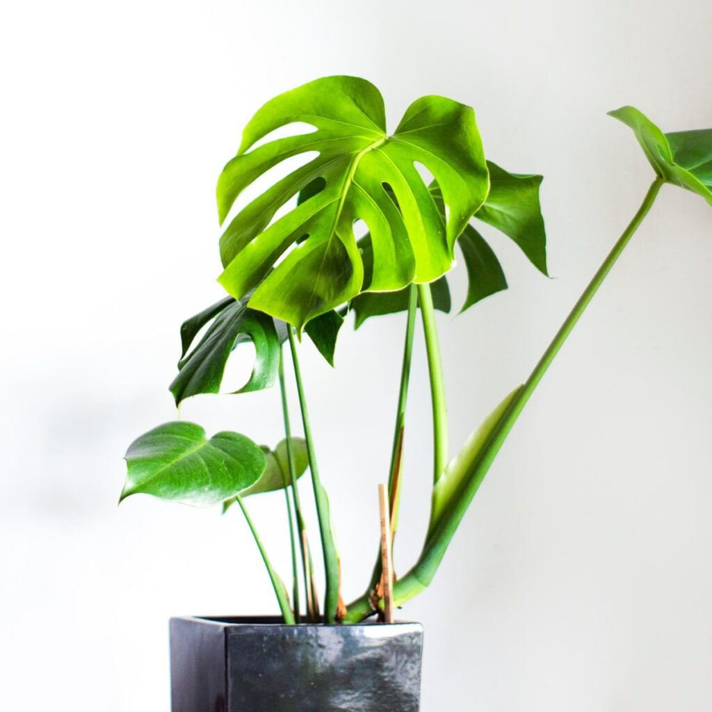 Monstera plant with multiple node segments