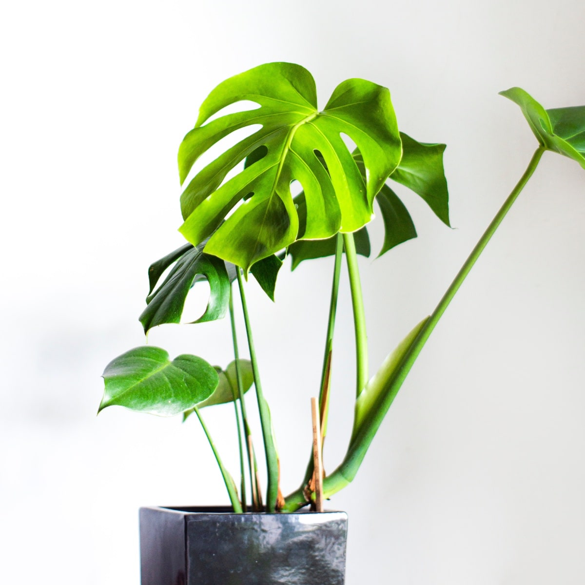 Propagate Monstera Without Nodes: Can Leaves Grow into Plants?