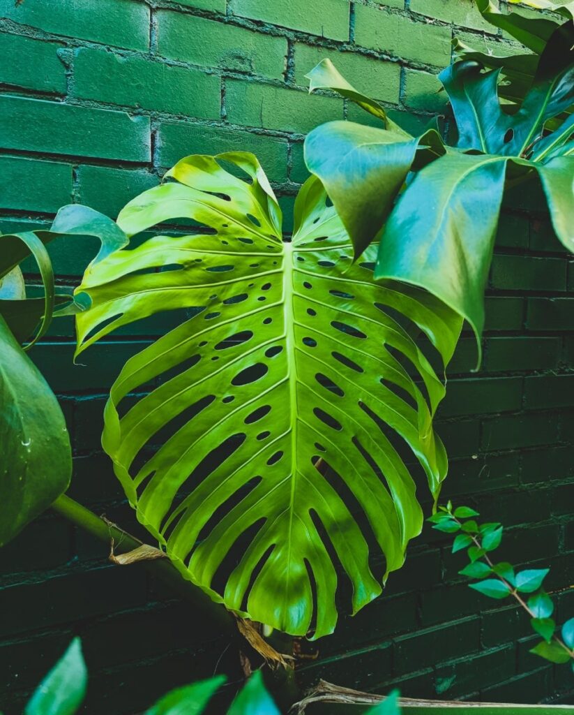 Mature Monstera plant with healthy fenestrations and node segments ready to propagate into new plants