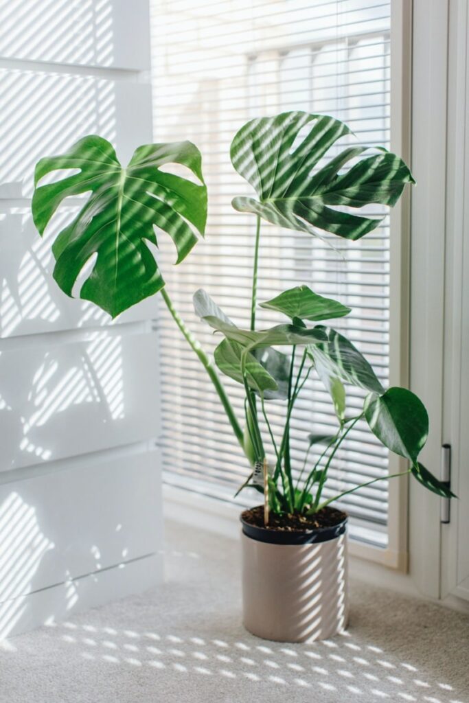 Monstera in new pot