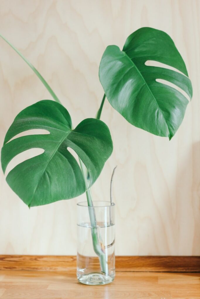 Monstera cuttings with node segments grown with water propagation