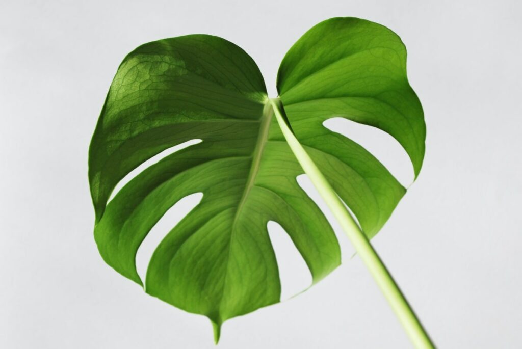 New growth green Monstera leaf 