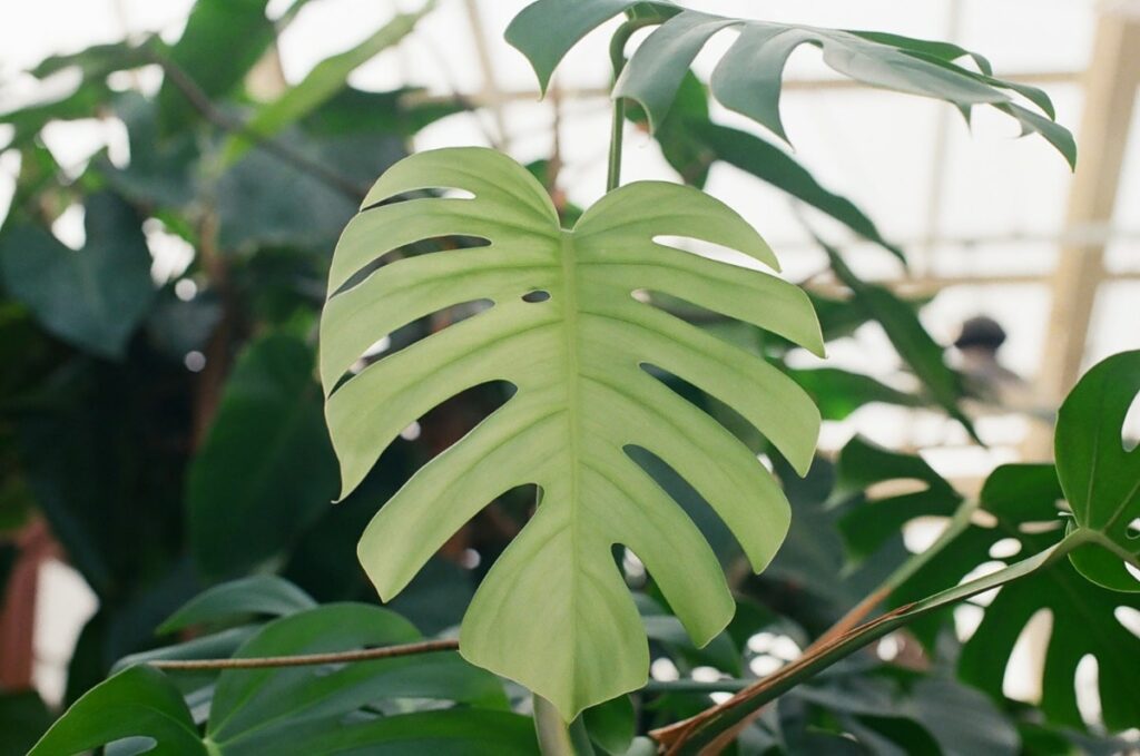 Monstera plant leaf