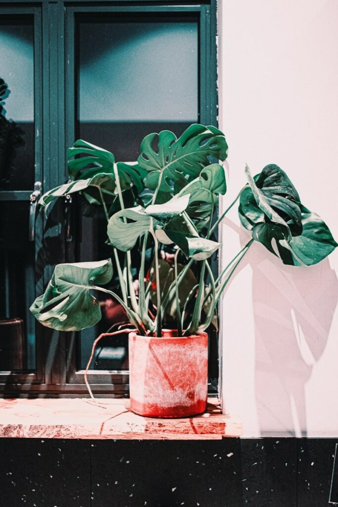 Monstera plants in pots