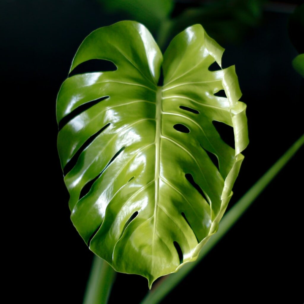 Monstera leaf in dark space