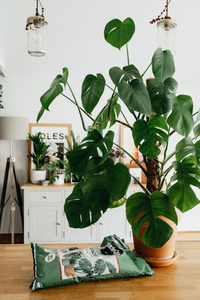 Large Monstera plant in living room