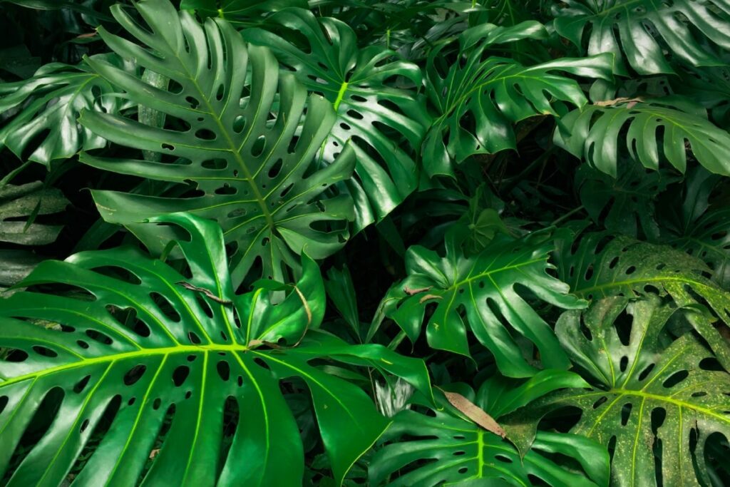 Mature Monstera plant leaves grow fast in ideal conditions