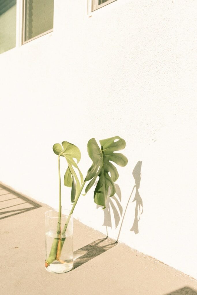 propagated Monstera leaves in glass vase