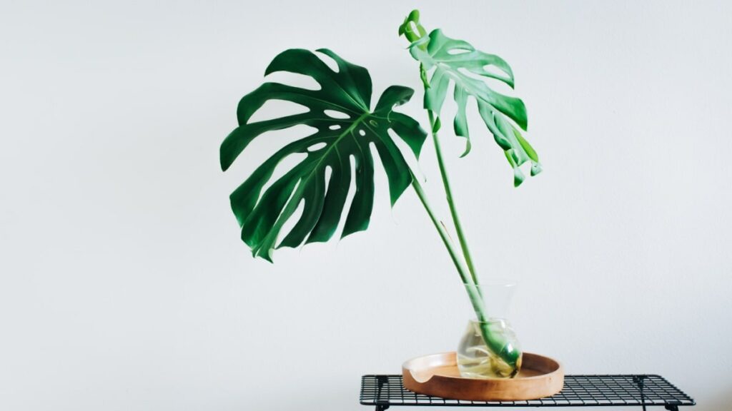 Monstera cuttings is an extreme way to deal with root rot