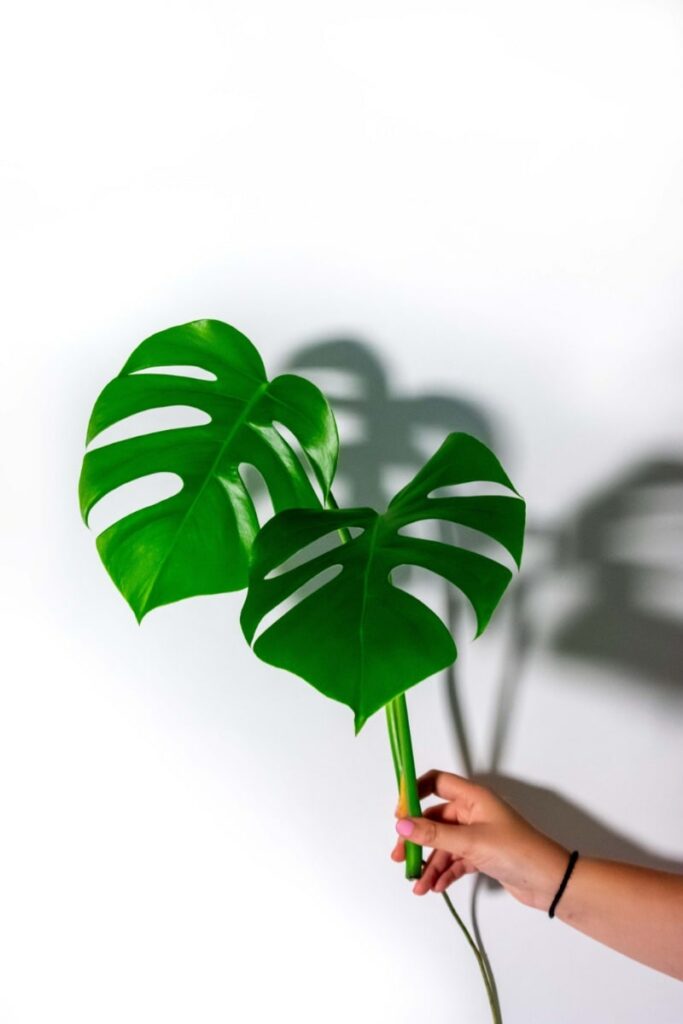 Leaf cutting with aerial roots