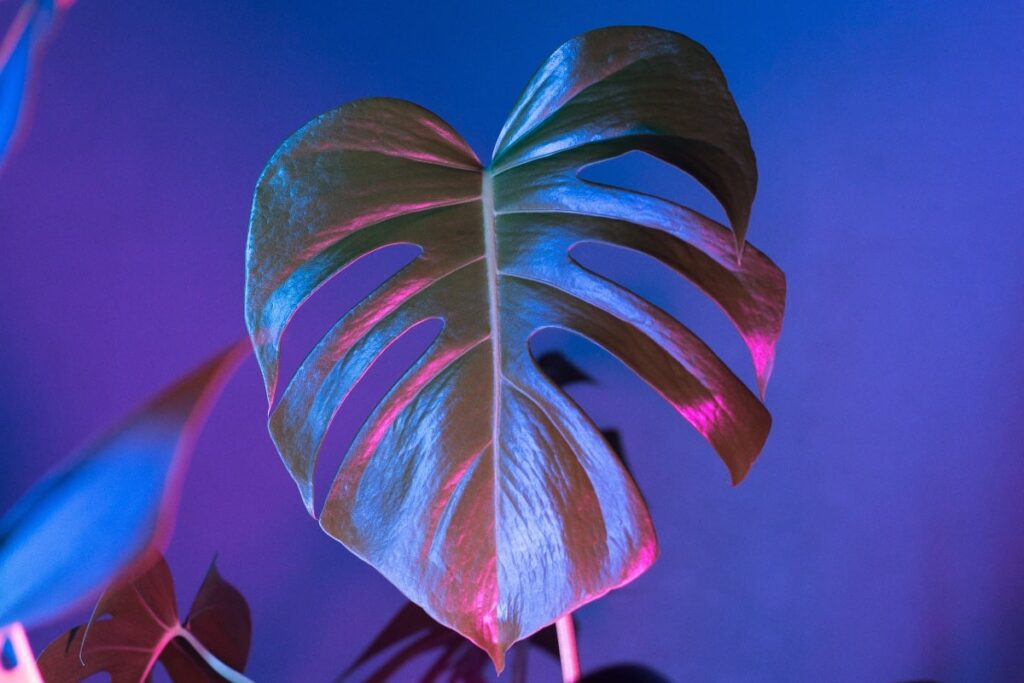 Monstera leaf with mood lighting