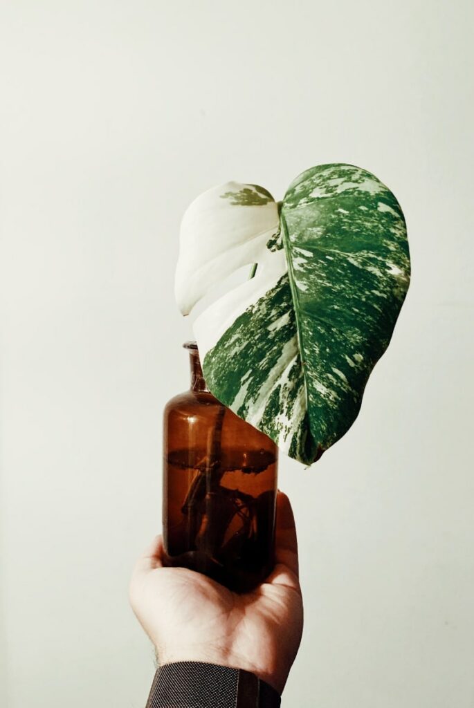 Variegated Monstera leaves in vase