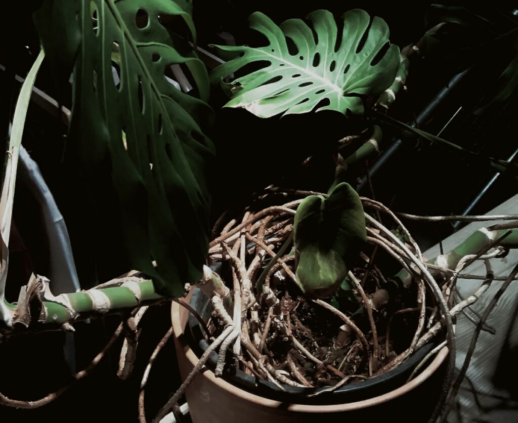 Monstera Aerial Root in container