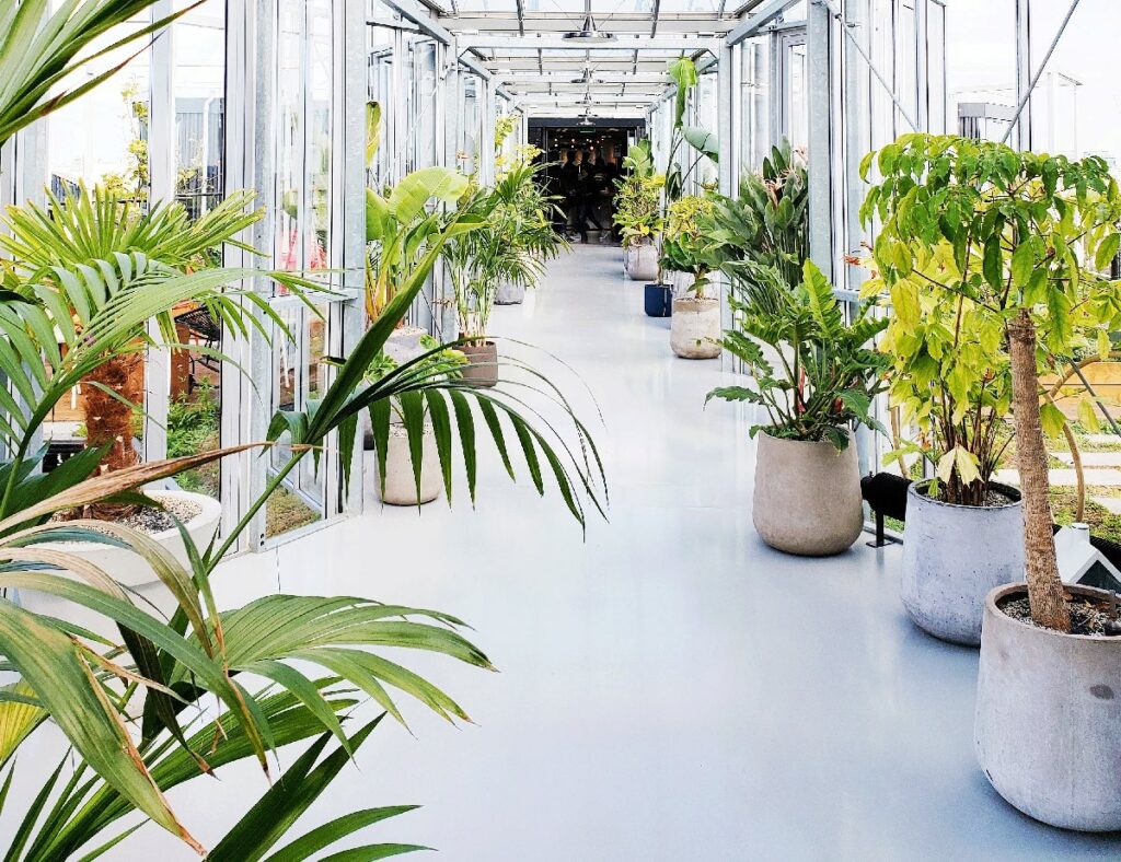 Ideal lighting conditions can rescue dying houseplants kept in dim or over-exposed light 
