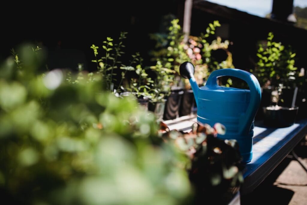 watering houseplants outdoors