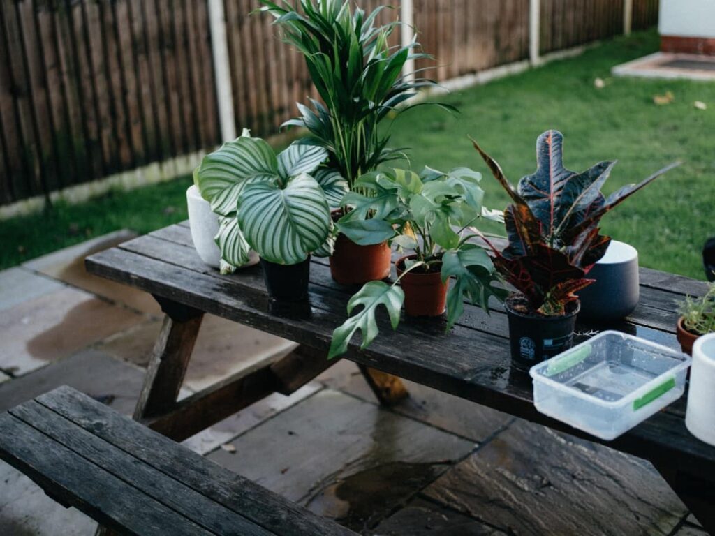 cleaning plants for spring and summer