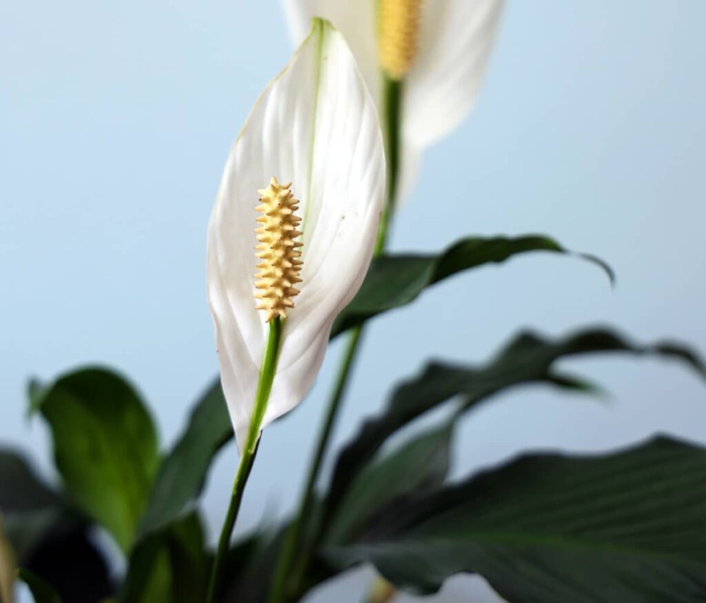 peace lily plant in bathroom