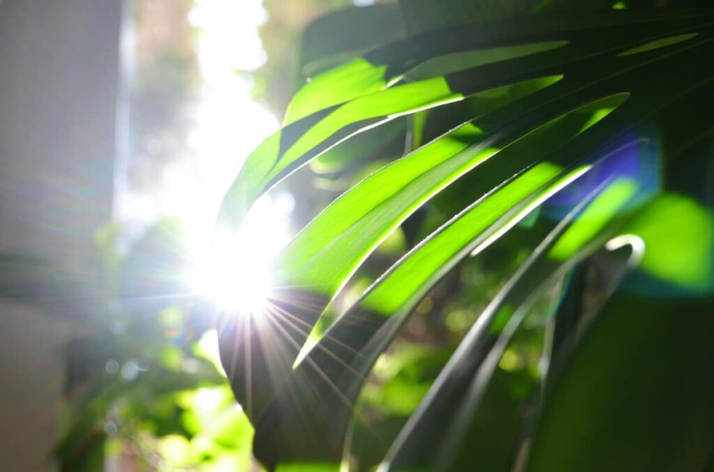 Bright indirect light filtered through Monstera leaf