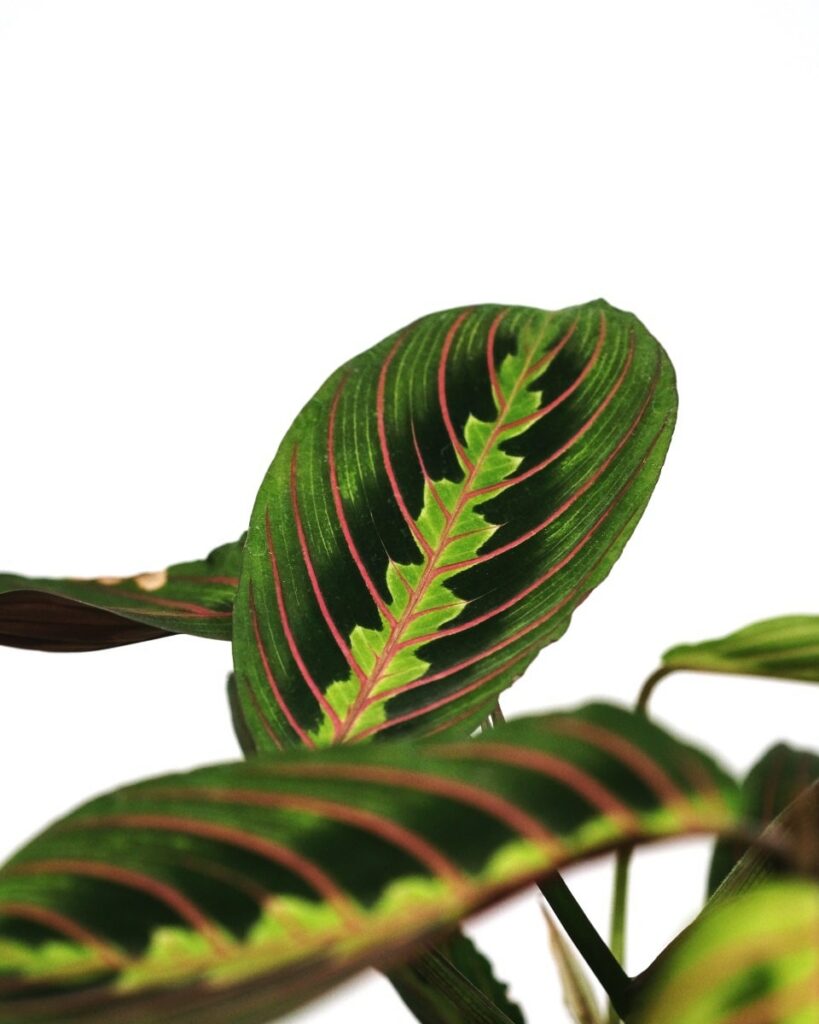 Leaves of Maranta Red Prayer Plant