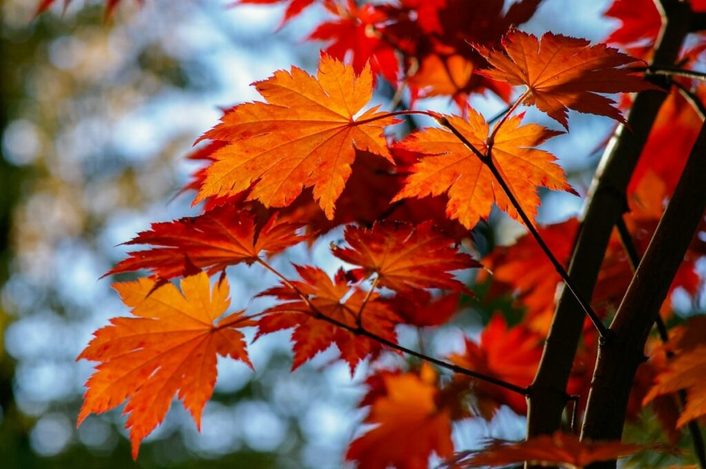 Red leaf Asian Maple plant