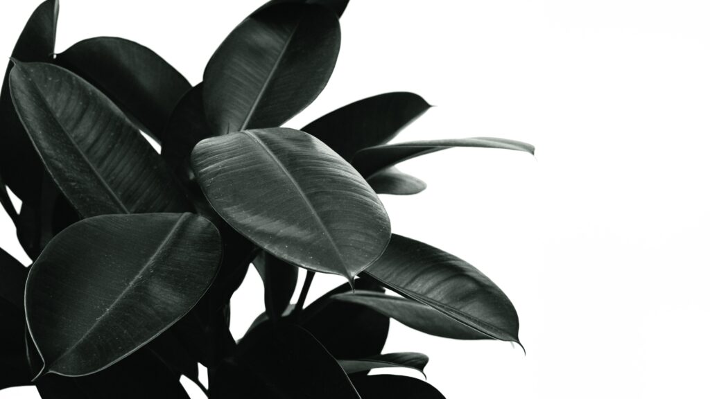Dark rubber plant leaves