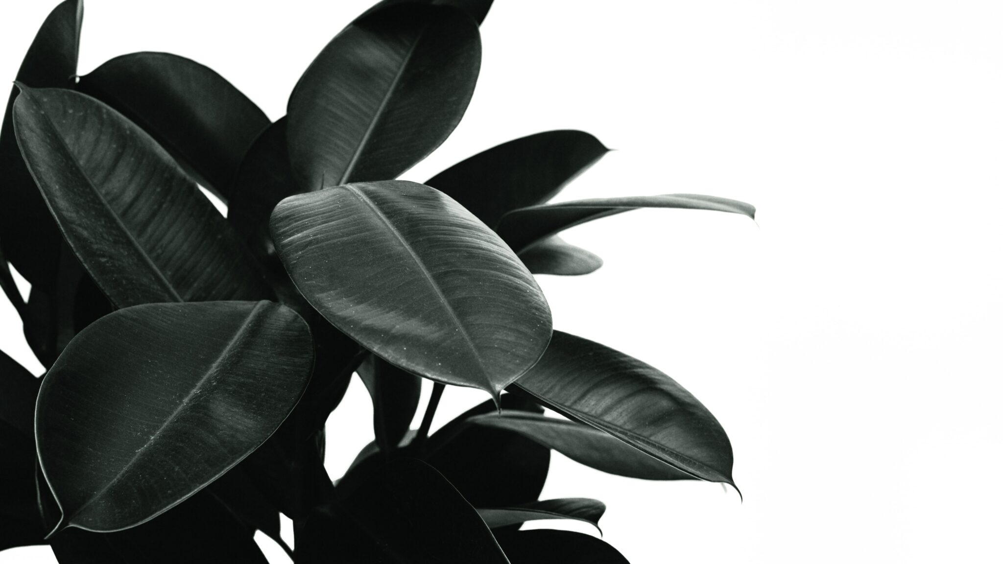 How to Repot a Rubber Tree 